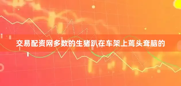 交易配资网多数的生猪趴在车架上蔫头耷脑的